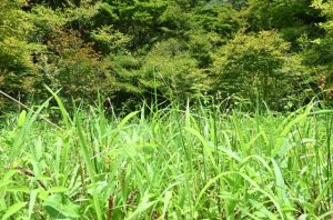 相続した土地